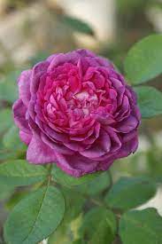 pin on rose