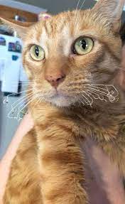 Cat Burnt His Whiskers Because He Got To Close To The Frying Pan Animalsbeingderps