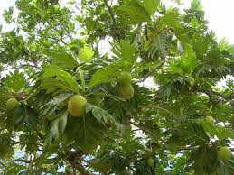 We support all android devices such as samsung, google, huawei, sony, vivo, motorola. Tipskesehatan Co Khasiat Manfaat Buah Dan Daun Sukun Untuk Kesehatan Buah Sukun Adalah Bu Tanaman Kesehatan Daun
