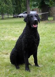 The dense coat is a hallmark of the breed and consists of a thick mass of small, tight, distinct crisp curls. Curly Coated Retriever Dog Info Temperament Training Puppies Pictures