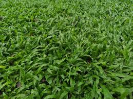 Image result for Axonopus