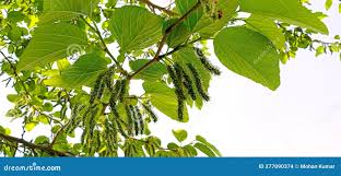 Image result for Morus indica