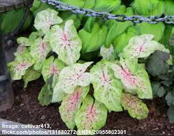 You can plant them indoors or outdoors, in the ground or in a pot. Caladium Plants Leaves Flowers Types And Care With Pictures