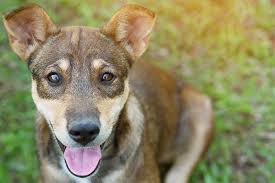 A microchip without a current registration is an ineffective method for pet reunification. Identification Number For Selling Or Rehoming Animals Rspca Nsw