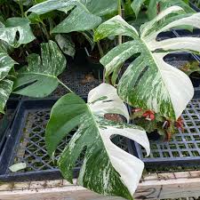 Image result for Selago albomarginata