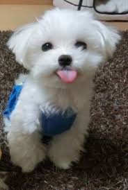 Why Did Dogs Evolve To Sticking Their Tongues Out Why Not Other Animals Quora