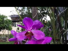 Cara tanam pokok orkid dan tips penjagaan. Cara Tanam Orkid Jenis Monopodial Mokara Aranda Vanda Daun Terete Youtube