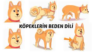 kopek egitimi panosundaki pin
