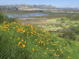 Maybe you would like to learn more about one of these? California Poppy Nature Collective