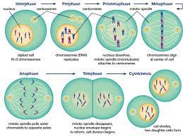 Animal cells come in all kinds of shapes and sizes, with their size ranging from a few millimeters to micrometers. Mitosis Ppt Download