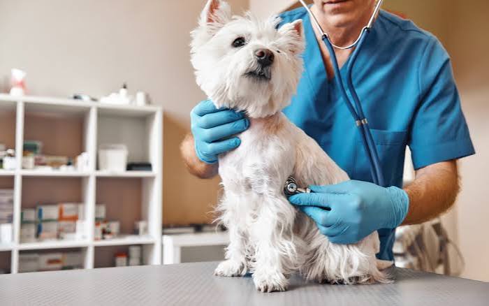 How To Create A Fear Free Experience For Your Pet