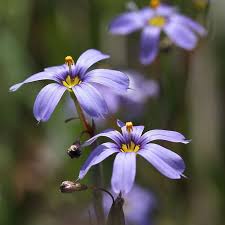 Image result for Syncolostemon sp. nov. aff. teucriifolius