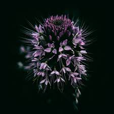 Image result for Cleome maculata