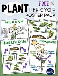 Plant Life Cycle Activities Writing About Science A