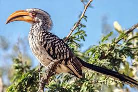 In The Lion King They Called Me Zazu Bird Species Bird Watching Birds