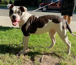 Profile for royal.hussle.bulldogs