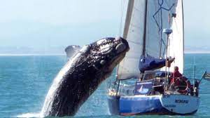 Check spelling or type a new query. Whale Jumping On Boat Shocking Video Photos You Can T Believe Cbs News