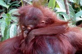 Indonesia is the largest archipelago on the planet with over 17,000 islands making up the country. Kalimantan Indonesia Orangutan Animal Species Cute Animals