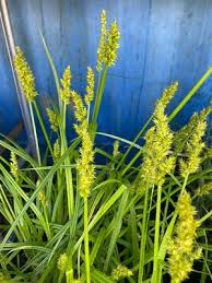 Image result for Seddera suffruticosa