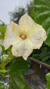 Image result for Ipomoea albivenia