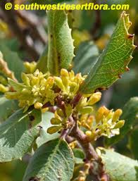 Image result for Rhamnaceae