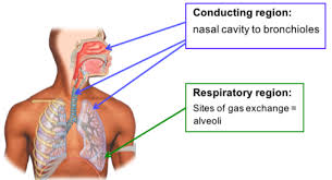 The goal of the surgery is to remove the whole tumor and a small amount of normal tissue around it. 14 Respiratory System I An Overview And The Urt Flashcards Quizlet