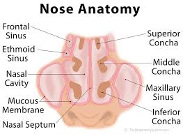 Extreme lateral deviation of the septum may result in. Nose Definition Anatomy Functions Diagram