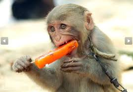 These Animals Stay Cool In The Summer Heat Monkeys Funny Funny Monkey Pictures Summer Animal