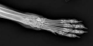 Cancer often robs muscle mass from animals due to malnutrition, and many cats are unwilling to eat when they do not feel well. Osteosarcoma Beyond Amputation And Euthanasia