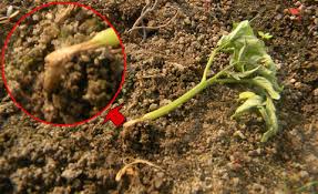 Image result for tomato seedling damping off