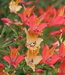 Alstromeria Litu Alstroemeria Lily Plants Plants