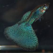 35 Different Types Of Guppies In The World With Beautiful Pictures Guppy Guppy Fish Beautiful Fish