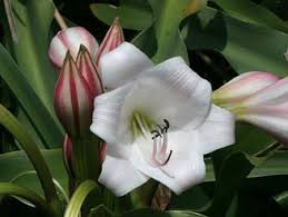 Image result for Crinum macowanii