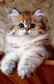The Furrrr Cute Cats Cats Kittens Cutest