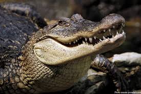 Image result for crocodile