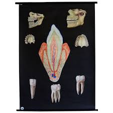 Vintage Medical Dental School Teaching Chart Human Teeth Anatomical Model