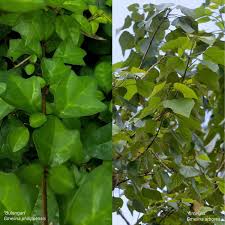 Image result for Gmelina