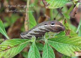 Maybe you would like to learn more about one of these? Tersa Sphinx Moth Description Size Photographs