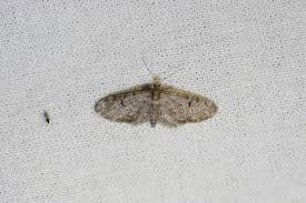 Image result for Eupithecia actaeata