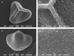 Image result for Coniogramme africana