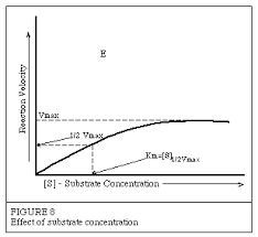 substrate concentration introduction to enzymes