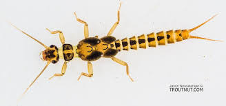 Image result for Swertia pleurogynoides