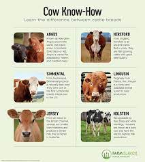 Pin On Cattle