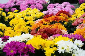 Herbst Chrysantheme Balkonpflanze Chrysanthemum In Sorten Gunstig Online Kaufen In 2020 Pflanzen Balkon Pflanzen Pflanzen Bestellen