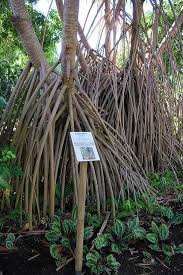 Jardin Botanique Deshaies Guadeloupe Jardin Botanique Deshaies Guadeloupe Deshaies