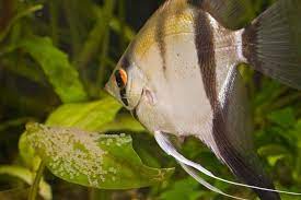What Color Should Angelfish Eggs Be With Pictures Pet Fish Online