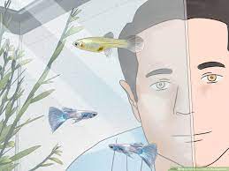 3 Ways To Tell If Your Fish Is Having Babies Wikihow