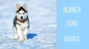 In greek mythology, pandora was considered to be the first woman created by god. 200 Christmas And Winter Names For Dogs Pethelpful