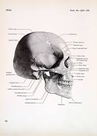 These bones articulate with the 1st cervical vertebra (atlas), the facial bones, and the mandible (jaw). 1951 2 Sided Vintage Anatomy Book Plate Skull Right Side And Etsy Medical Drawings Human Anatomy Drawing Anatomy Drawing