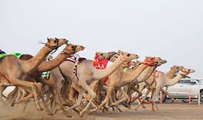 Current account in saudi arabia is expected to be 3000.00 usd million by the end of this quarter, according to trading economics global macro models and analysts expectations. The Saudi Crown Prince Camel Festival Celebrates The Region S Most Popular Export Arab News